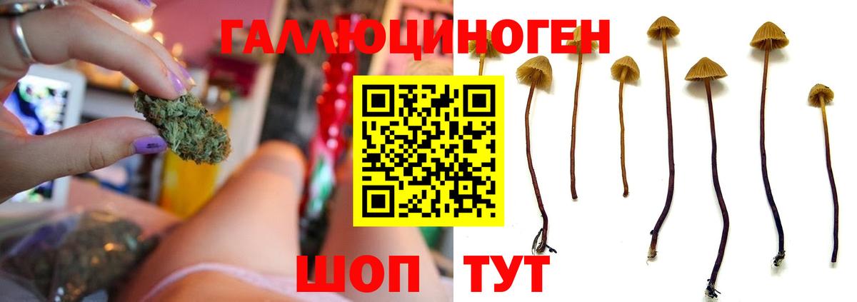 Тара  Галлюциногенные грибы Psilocybine cubensis  Галлюциногенные грибы Magic Shrooms  Вход с VPN 